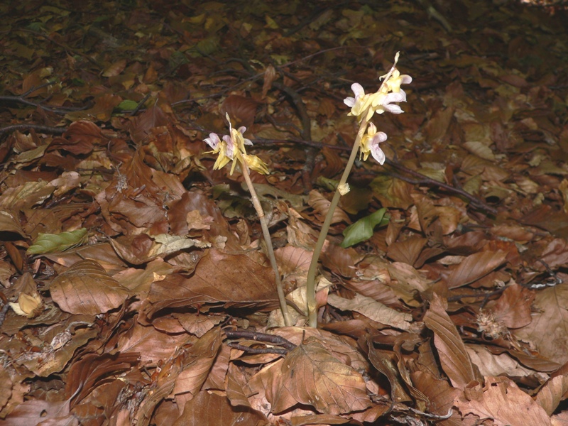 Epipogium aphyllum (ghost orchid)